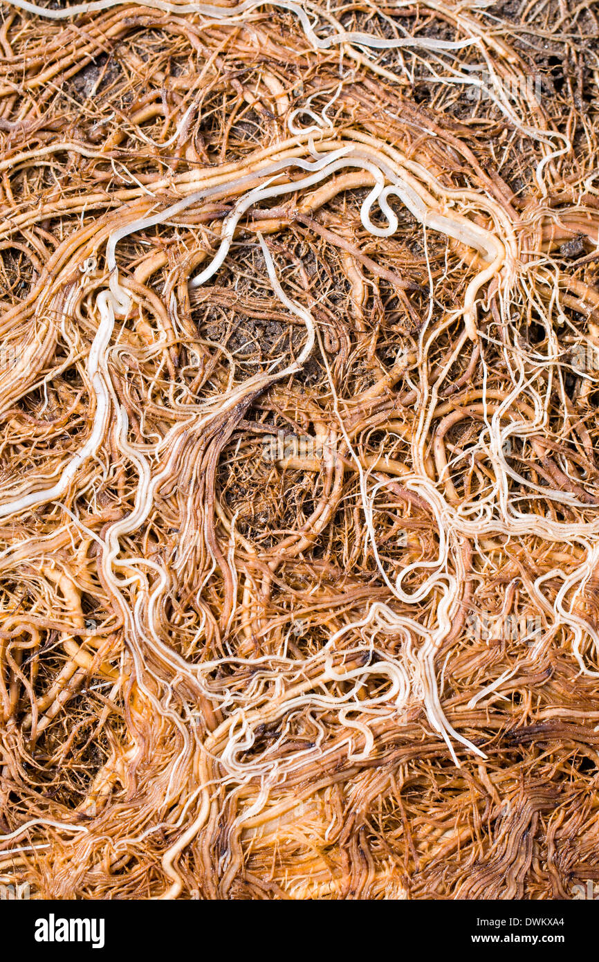 Pot bound plant roots Stock Photo Alamy