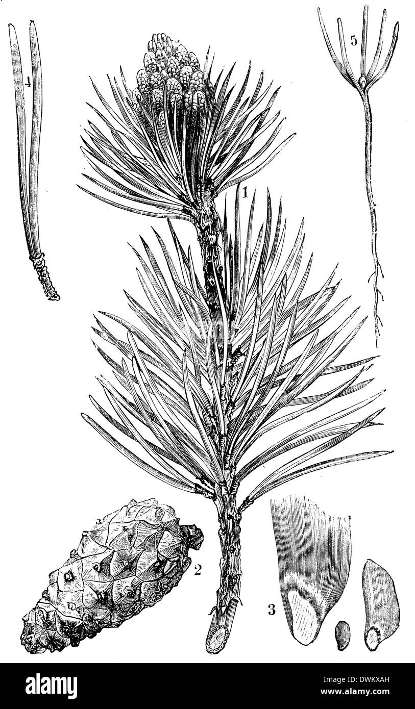 Pinus sylvestris illustration Black and White Stock Photos & Images - Alamy
