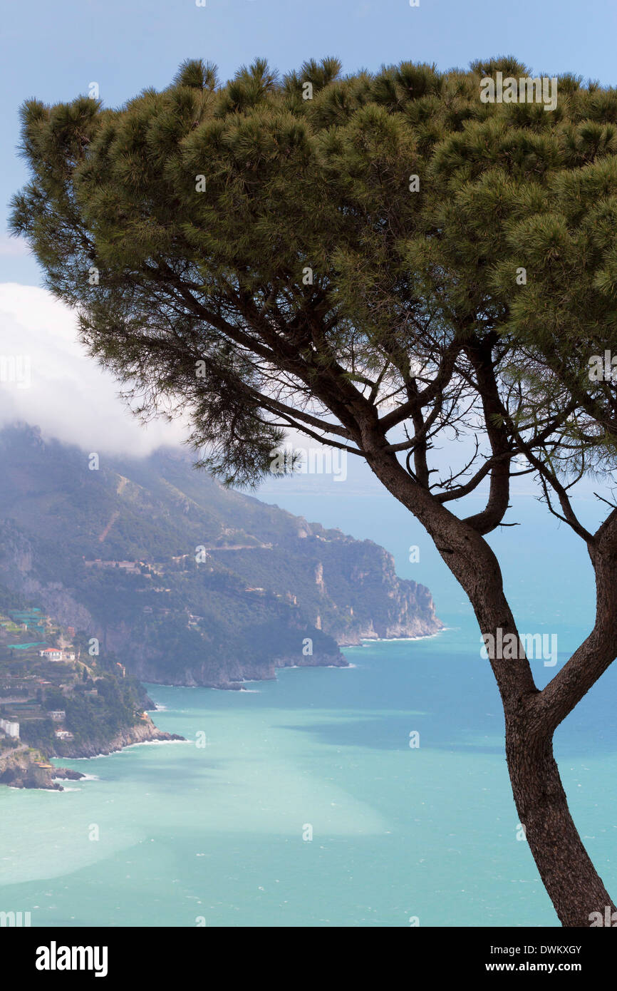 Umbrella pine and the Amalfi Coast, Amalfi Coast (Costiera Amalfitana), UNESCO Site, Campania, Italy, Mediterranean Stock Photo