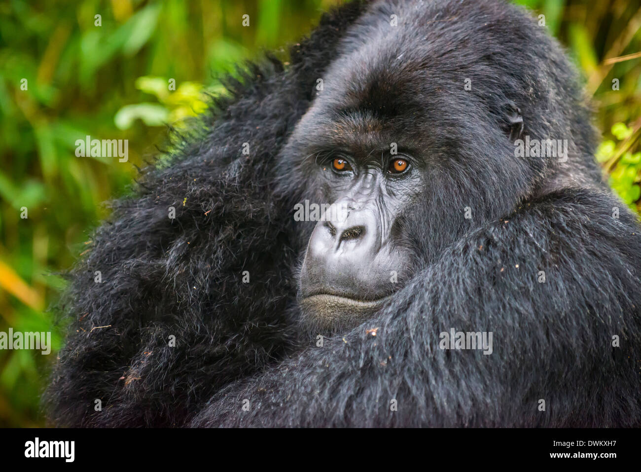 Mountain gorilla (Gorilla beringei beringei), Virunga National Park, Rwanda, Africa Stock Photo
