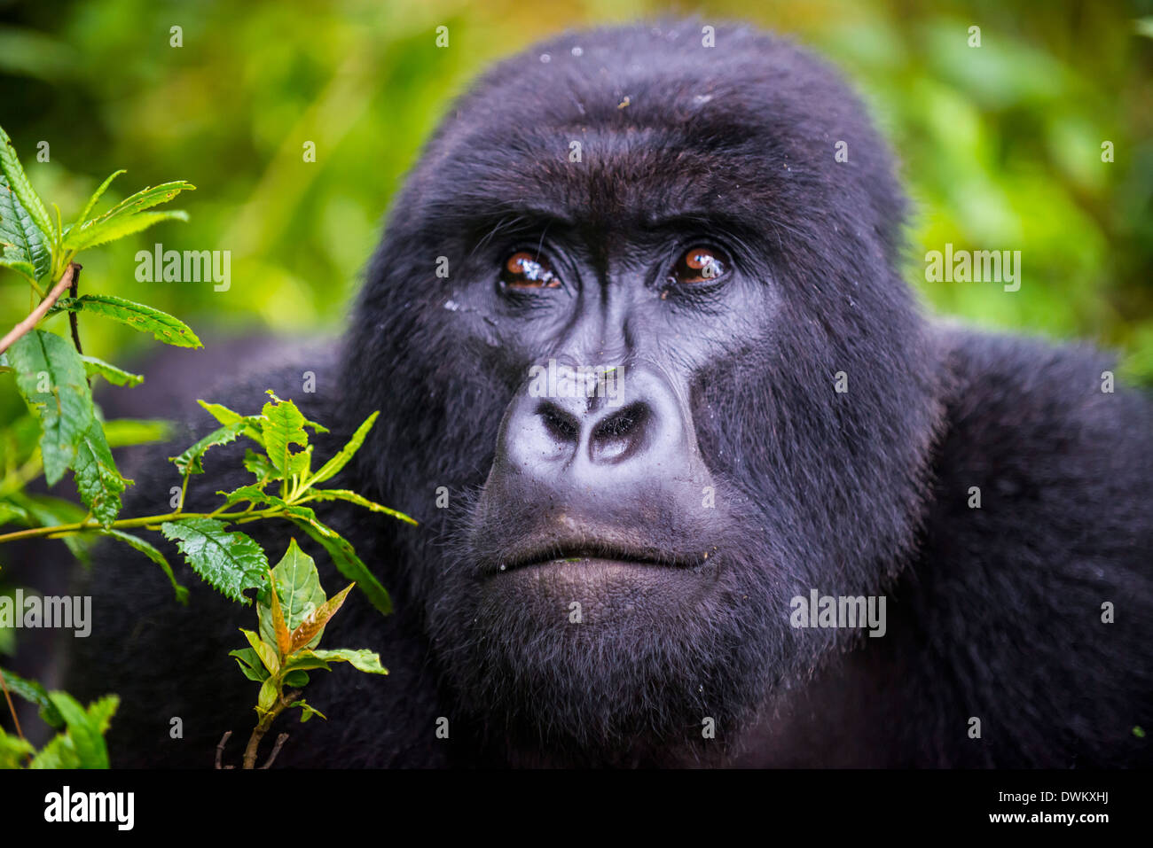Mountain gorilla (Gorilla beringei beringei), Virunga National Park, Rwanda, Africa Stock Photo