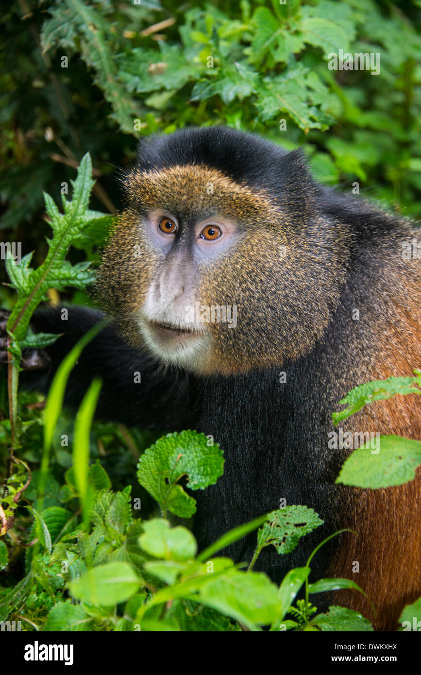 Golden Monkey Cercopithecus Kandti Virunga National Park Rwanda 
