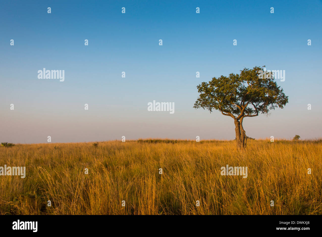 Lonely tree in the Savannah of the Murchison Falls National Park, Uganda, East Africa, Africa Stock Photo