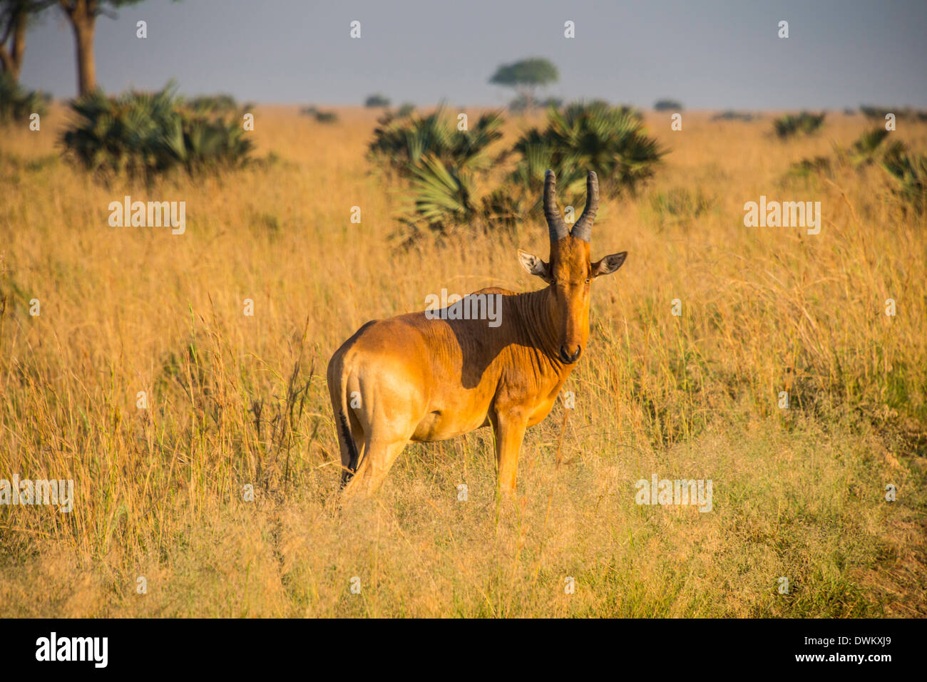 Ugandan Kob (Kobus kob thomasi), Murchison Falls National Park, Uganda, East Africa, Africa Stock Photo