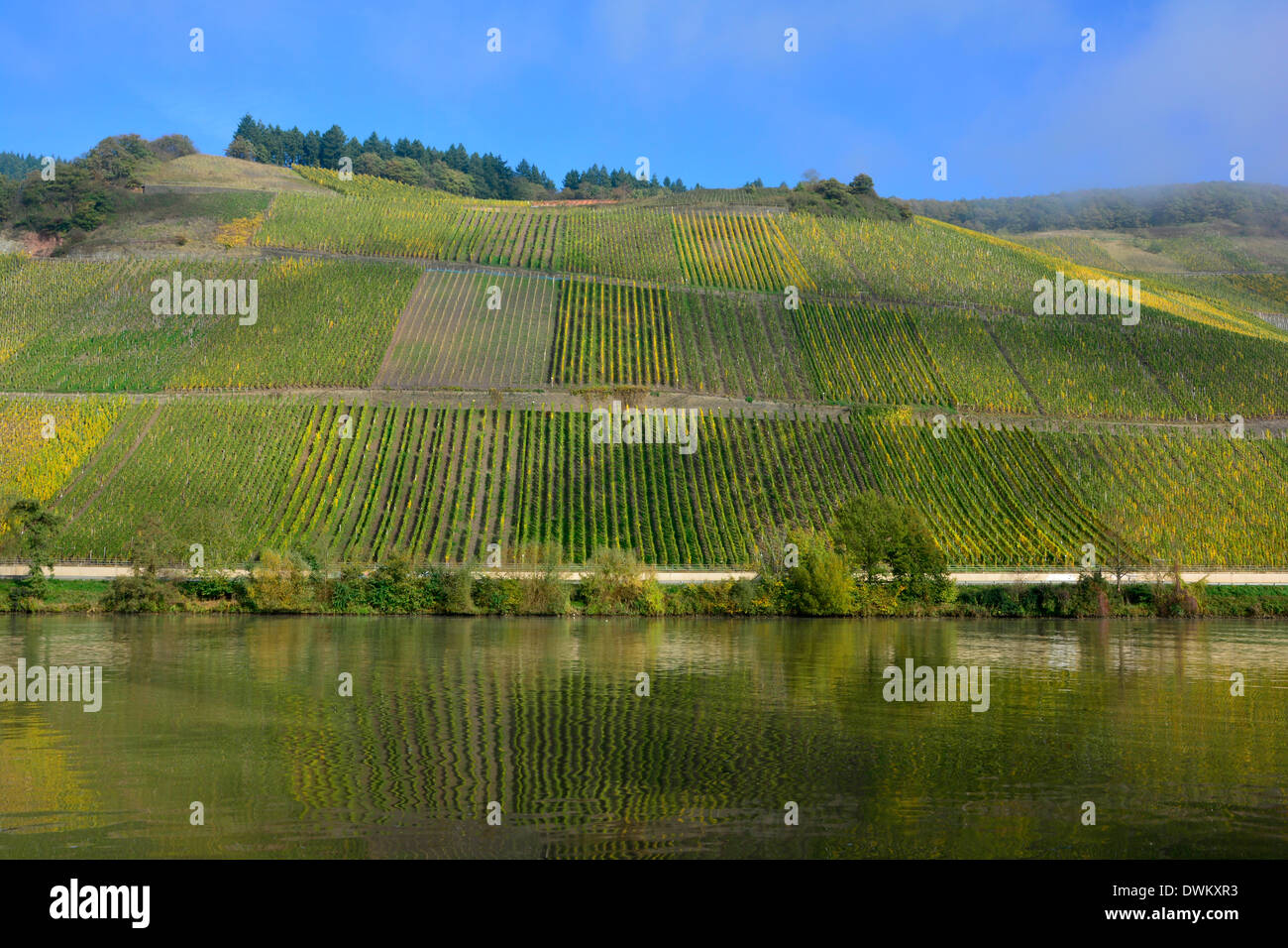 Moselle river vineyard landscape water reflection Germany Mosel Mosellandschaft Weinbergslandschaft Flusslandschaft Moselufer Stock Photo