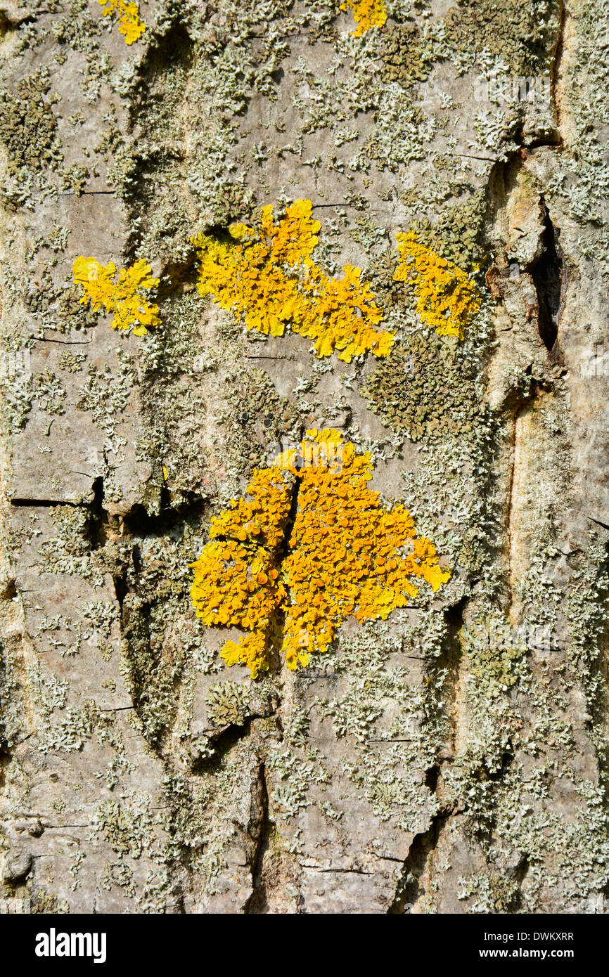 Yellow lichen on a tree bark macro texture close up Baumstamm Baumrinde grau beige braun mit gelber Flechte Hintergrund Textur Stock Photo