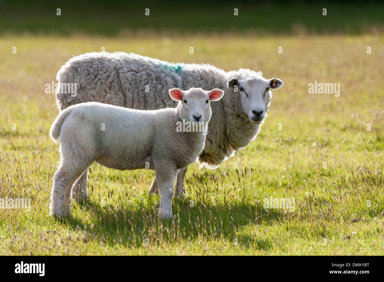 Sheep and Lamb Stock Photo Alamy