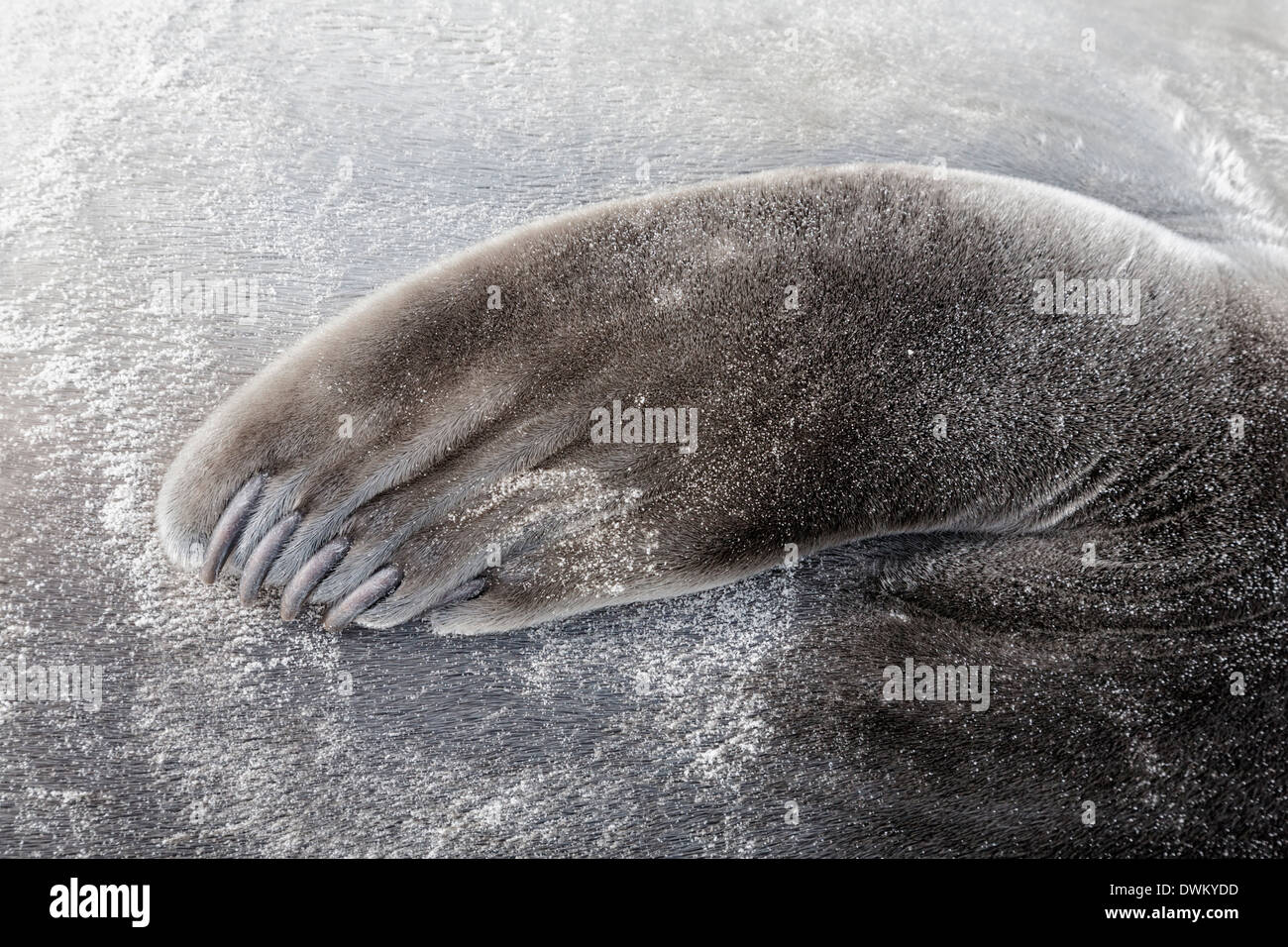 Southern Elephant Seal flipper Stock Photo Alamy