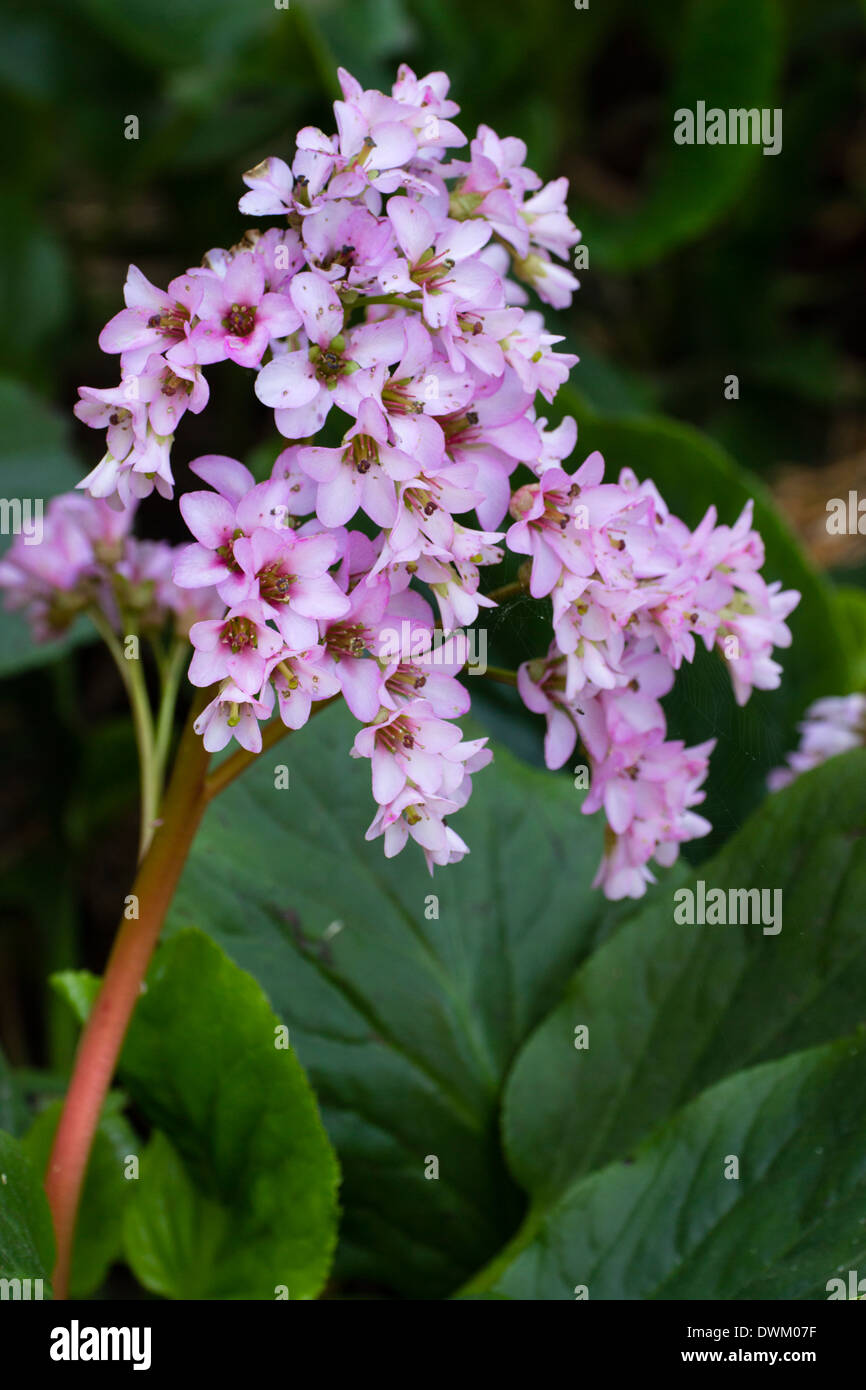Early spring flowers of the evergreen perennial, Bergenia x schmidtii Stock Photo