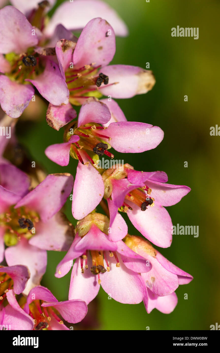 Close up of the early spring flowers of the evergreen perennial, Bergenia x schmidtii Stock Photo