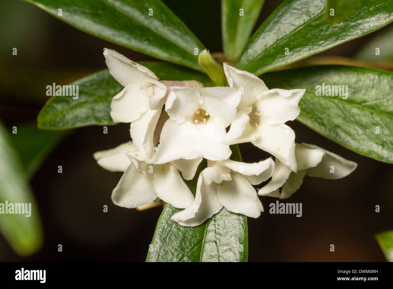 Close up of the heavily scented white form of Daphne bholua 'Alba' Stock Photo