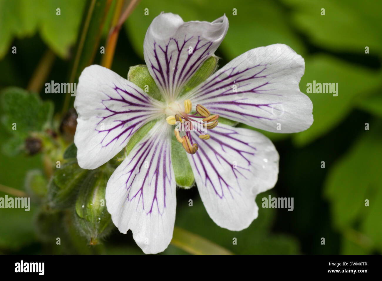 Single flower of the hardy Geranium renardii. Stock Photo