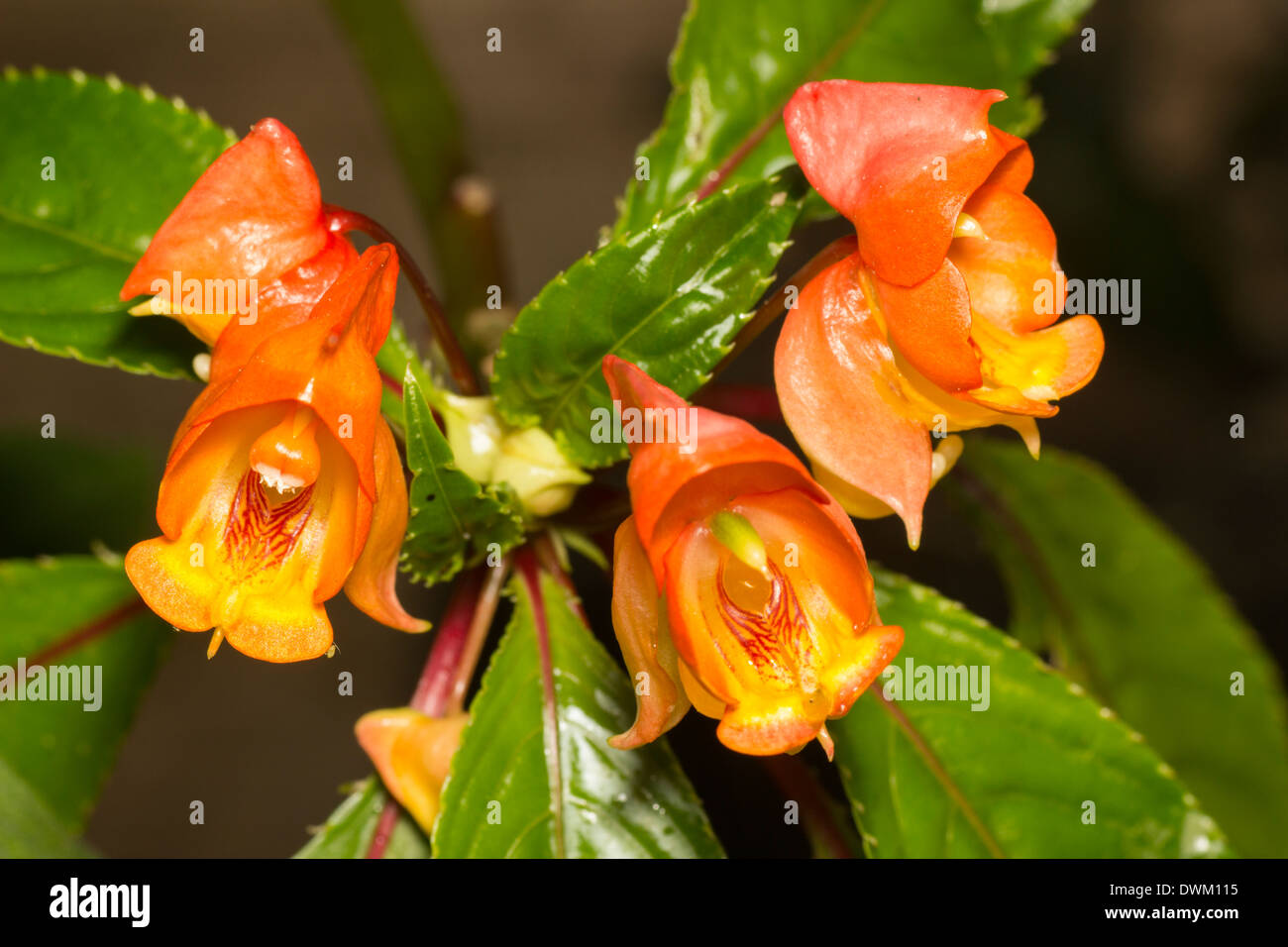 Head of flowers of the tender Impatiens auricoma x bicaudata Stock Photo