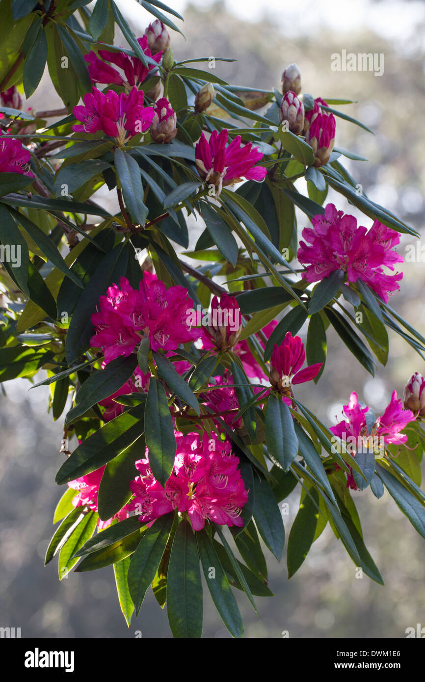 Flowers of the large tree rhododendron, Rhododendron arboreum Stock Photo