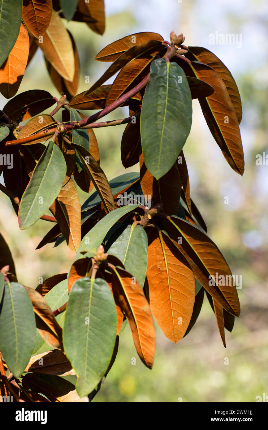 Foliage of Rhododendron campanulatum showing rich brown indumentum on leaf undersides Stock Photo