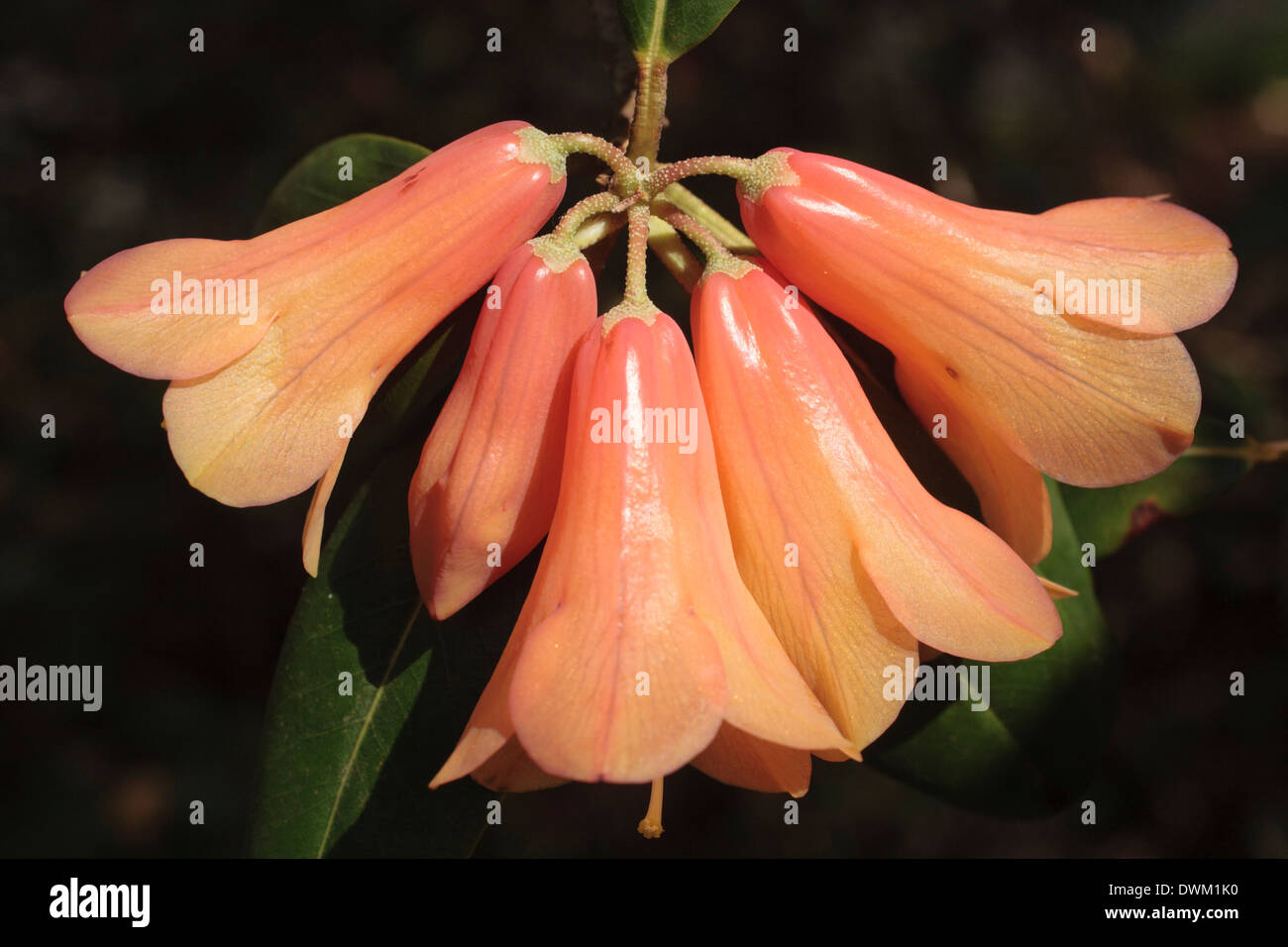 Close up of a single head of the bell flowers of Rhododendron cinnabarinum Stock Photo