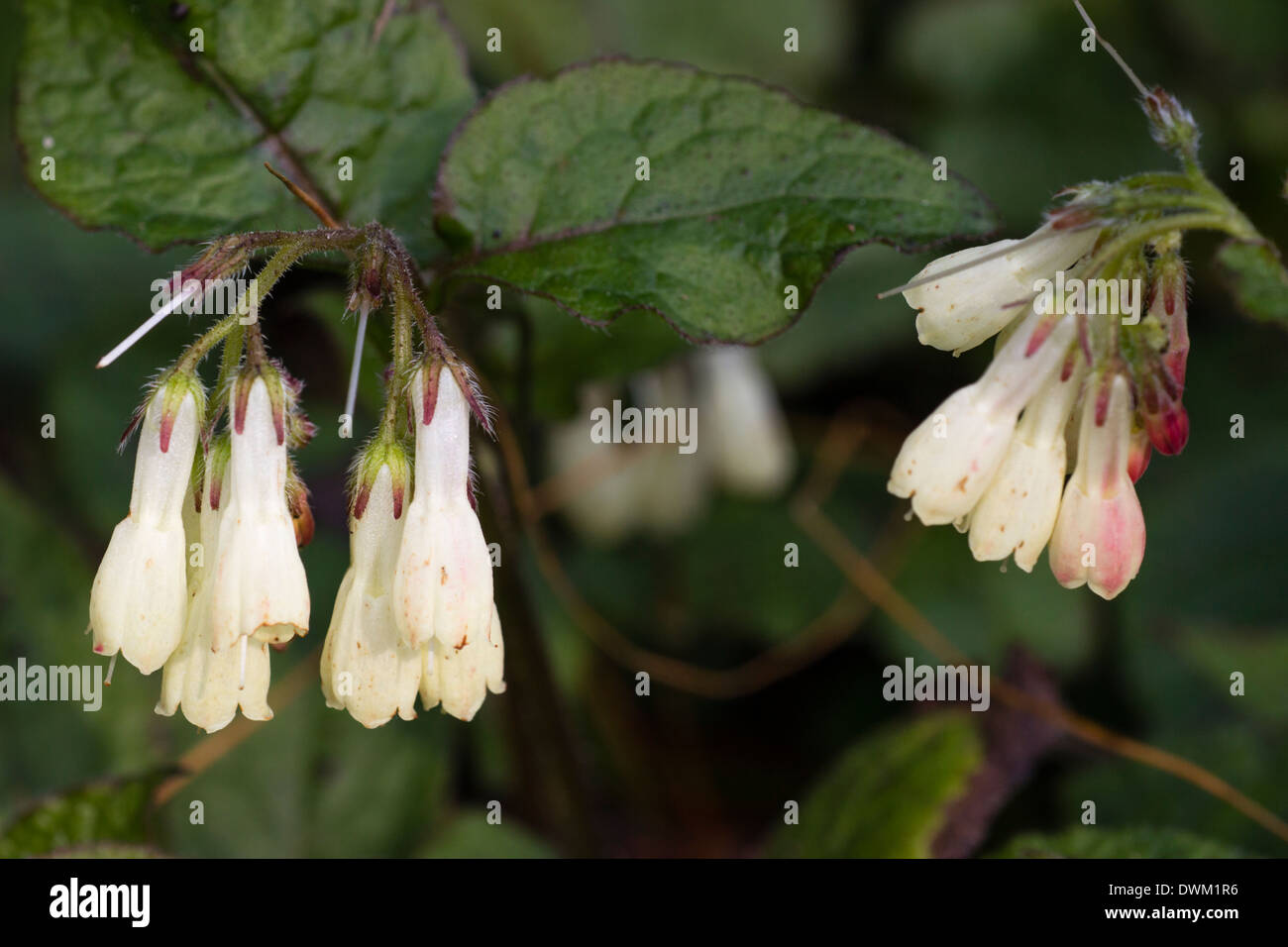 Flowers of the evergreen ground cover, Symphytum grandiflorum Stock Photo