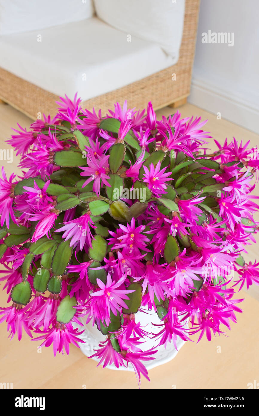 Easter Cactus Flowers Hatiora gaertneri Stock Photo Alamy