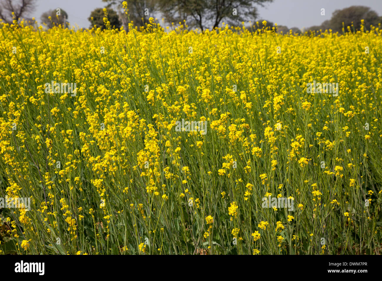 Rajasthan, India. Field of Mustard in Bloom Stock Photo Alamy