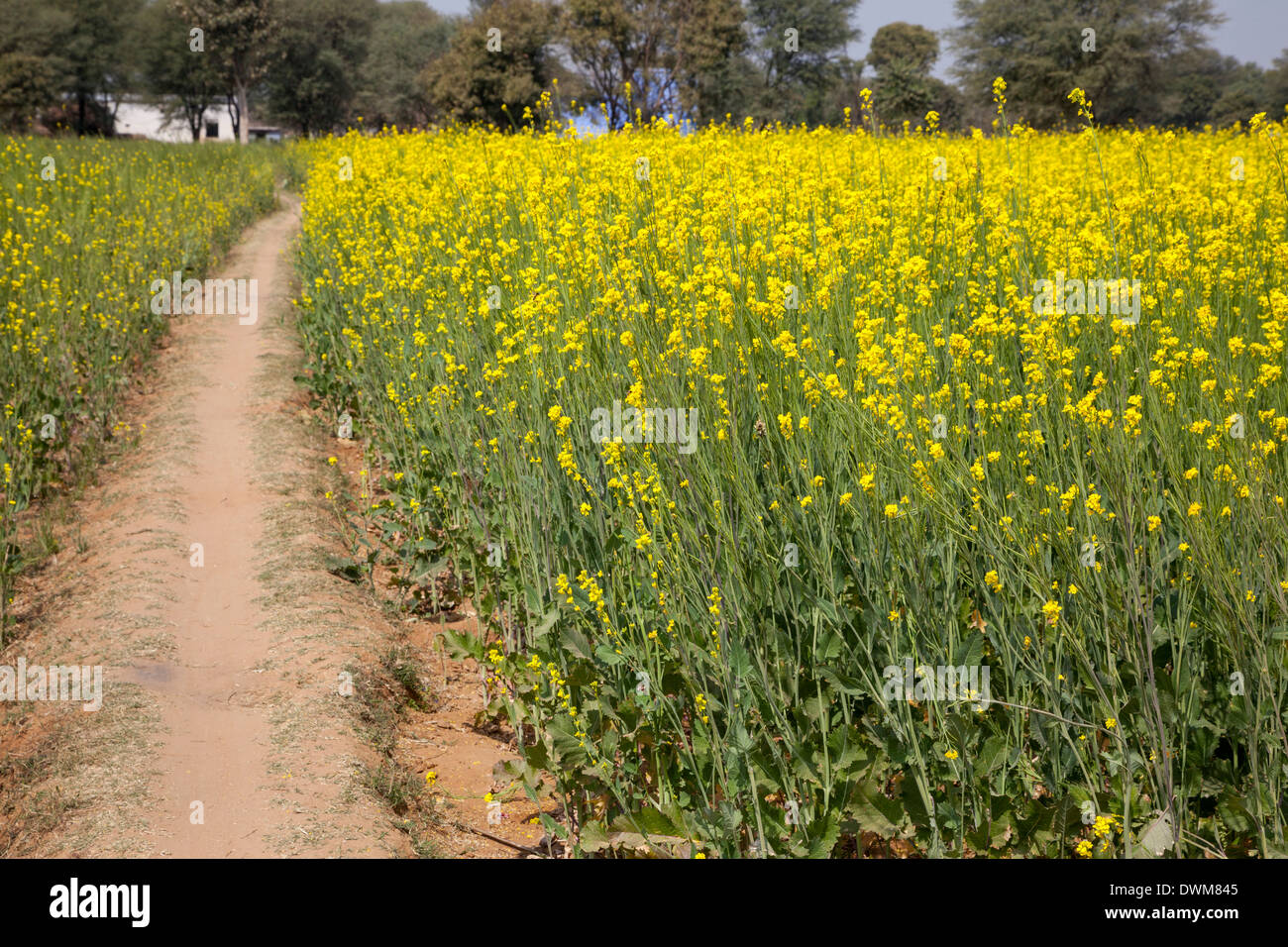 Rajasthan, India. Path to Farmhouse through Fields of Mustard in Bloom