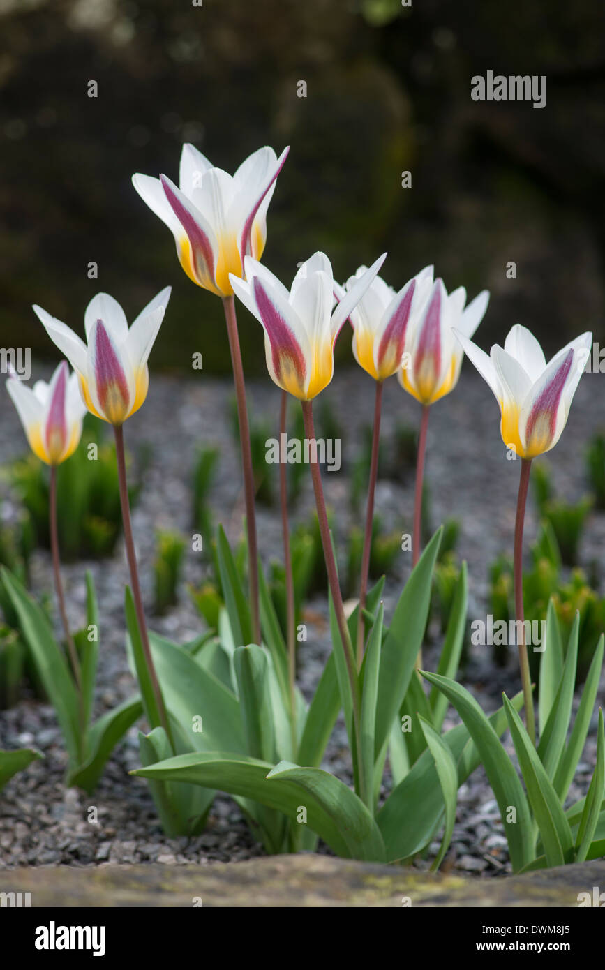 Tulip: Tulipa kaufmanniana Stock Photo