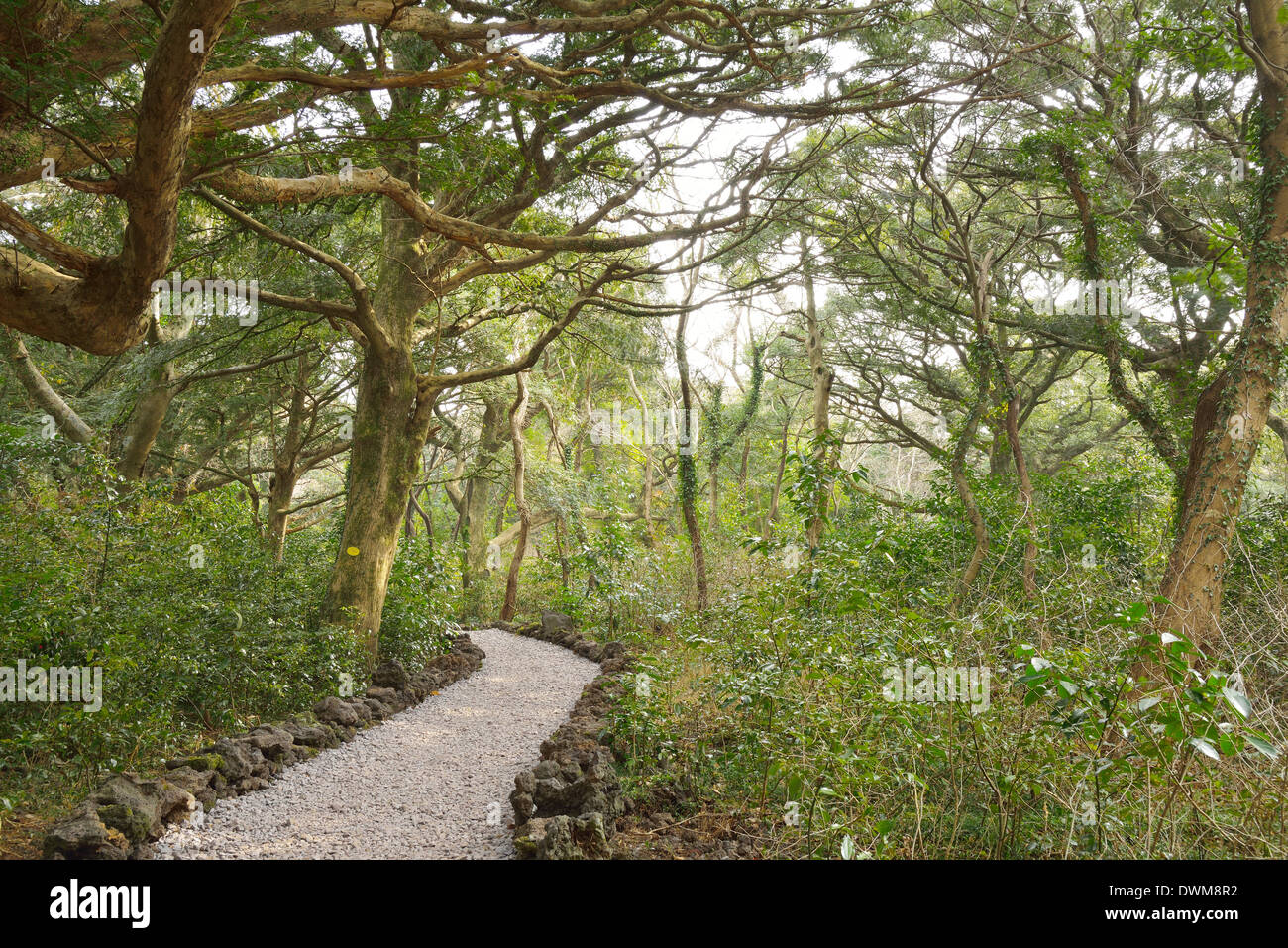 Nutmeg Forest park in Jeju Island, called Bijarim in Korean Stock Photo