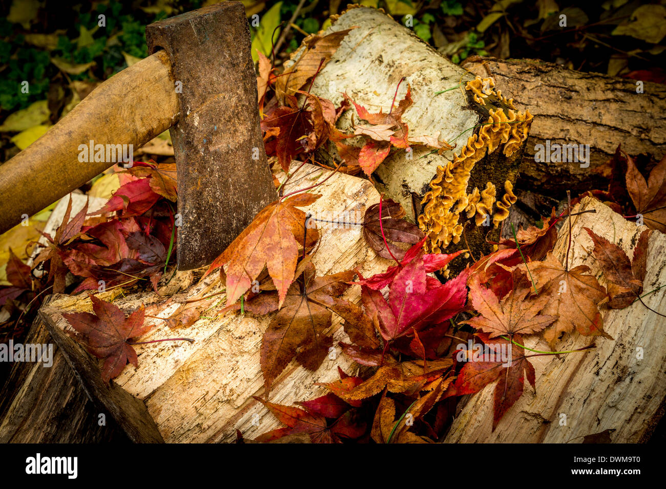 An autumn scene of an axe and logs on the wood block with fallen leaves. Stock Photo