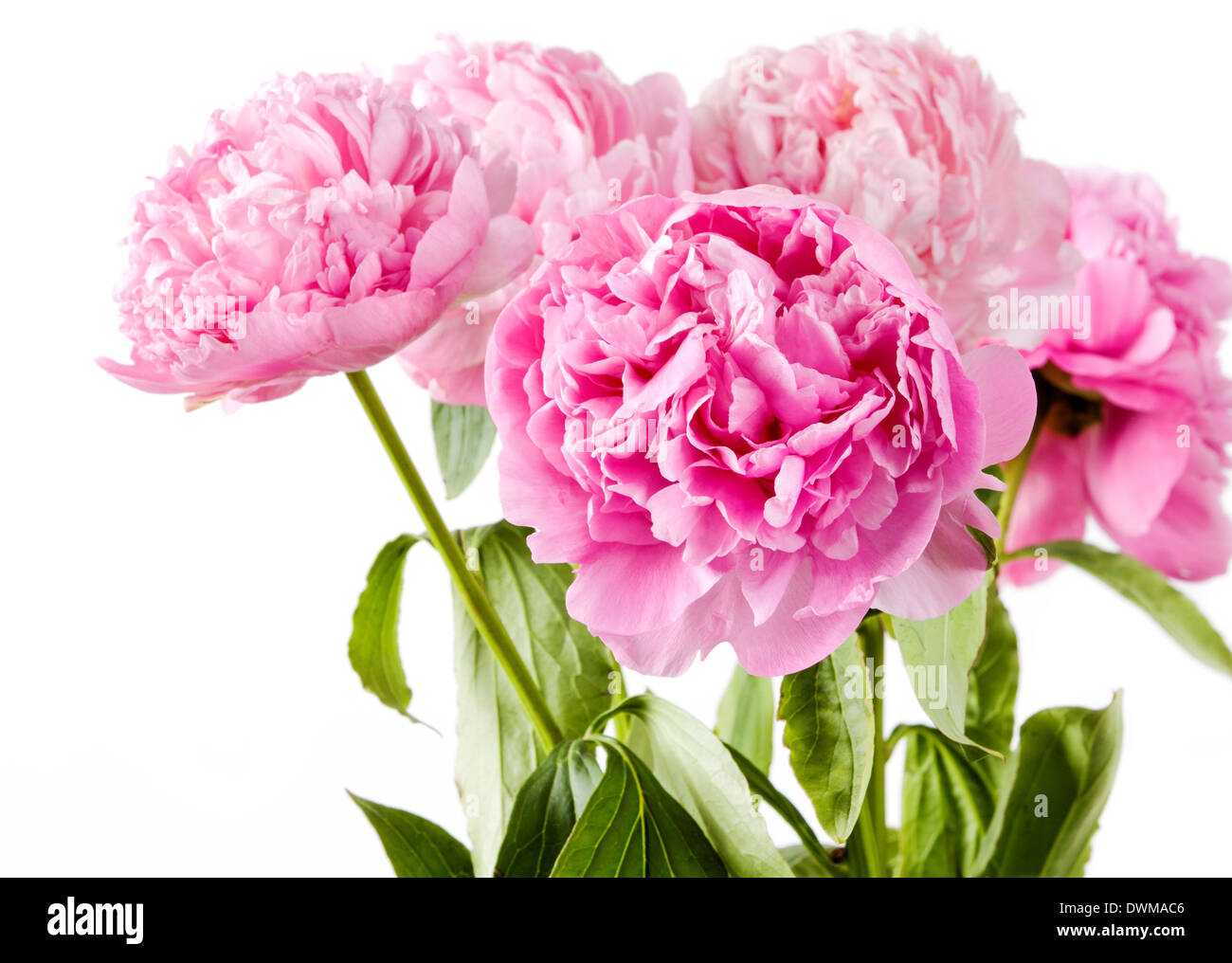 pink peony on a white background Stock Photo - Alamy