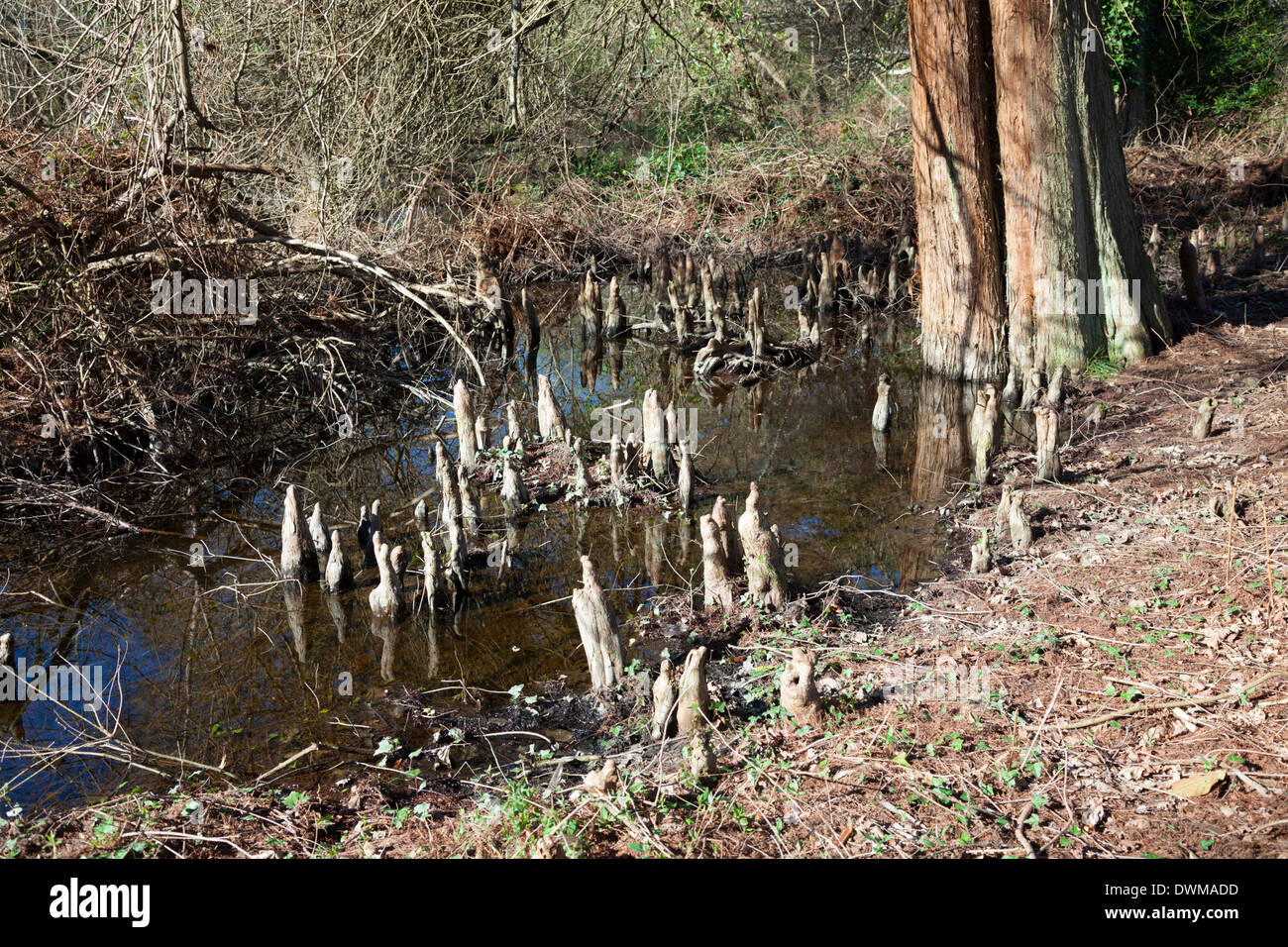 By the 'courant d'Huchet', pneumatophores of bald Louisiana cypresses allow them to breathe in a swampy habitat. Pneumatophores Stock Photo