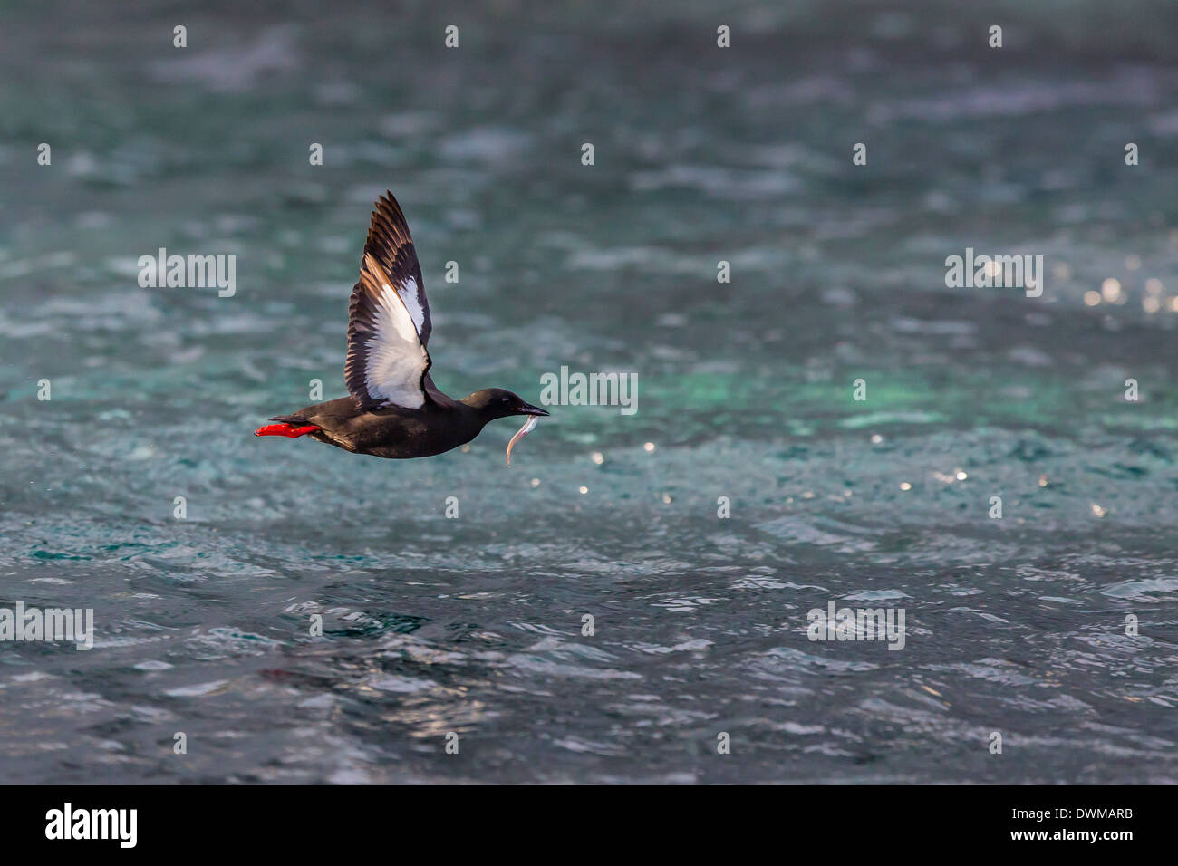 Black Guillemot (Cepphus grylle) taking flight with small fish, off Cape Mercy, Baffin Island, Nunavut, Canada, North America Stock Photo