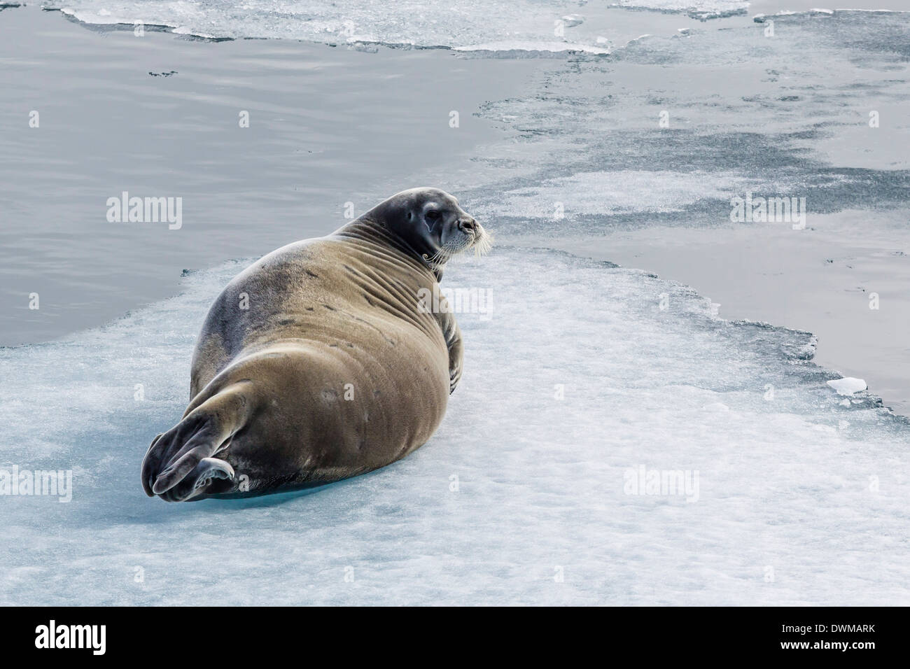 Adult bearded seal (Erignathus barbatus) hauled out on ice in Lancaster Sound, Nunavut, Canada, North America Stock Photo