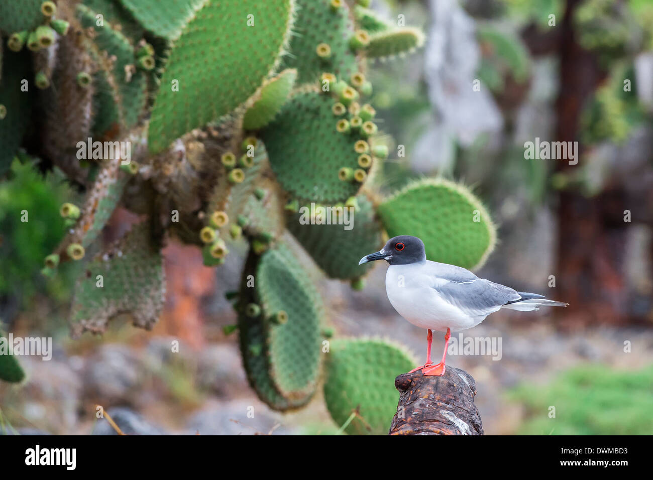 Swallow-tailed gull (Larus furcatus), South Plaza Island, Galapagos, UNESCO World Heritage Site, Ecuador, South America Stock Photo