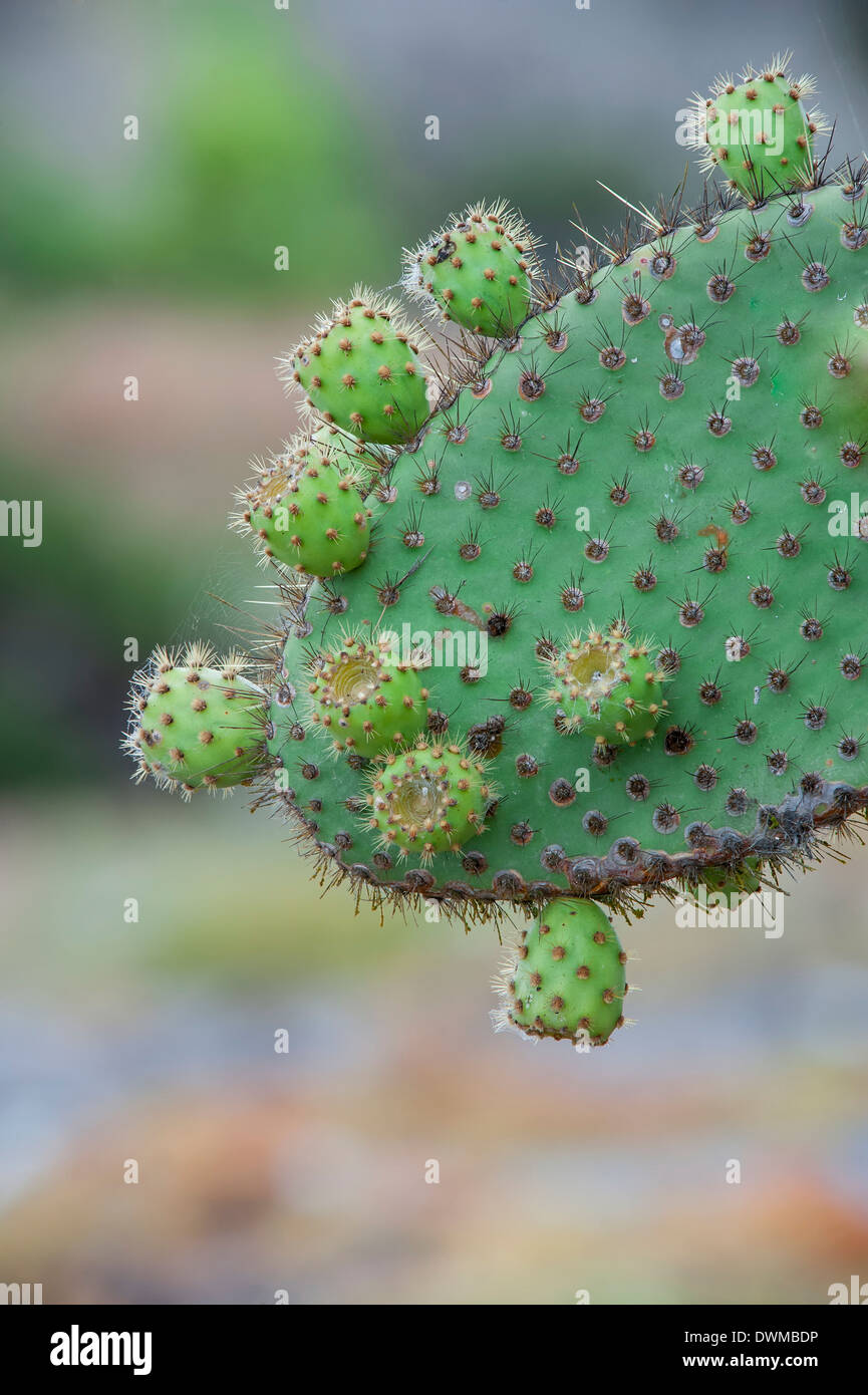 Giant Prickly Pear cactus, South Plaza Island, Galapagos, Ecuador, South America Stock Photo