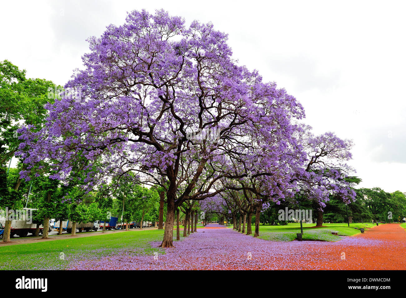 Jacaranda tree hires stock photography and images Alamy