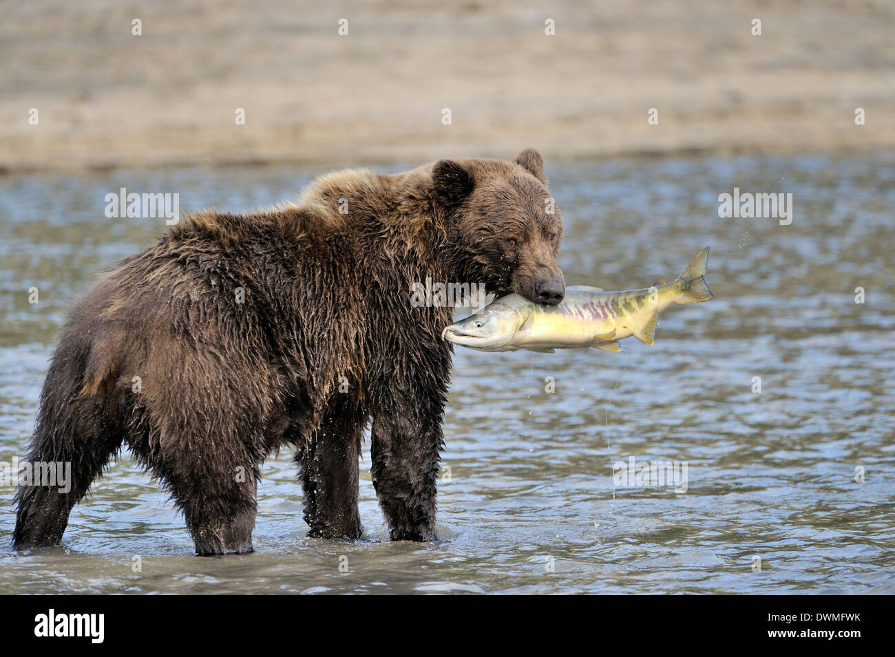 Grizzly bear (Ursus arctos horribilis) with fresh caught fish in mouth, Katmai national park, Alaska, USA. Stock Photo