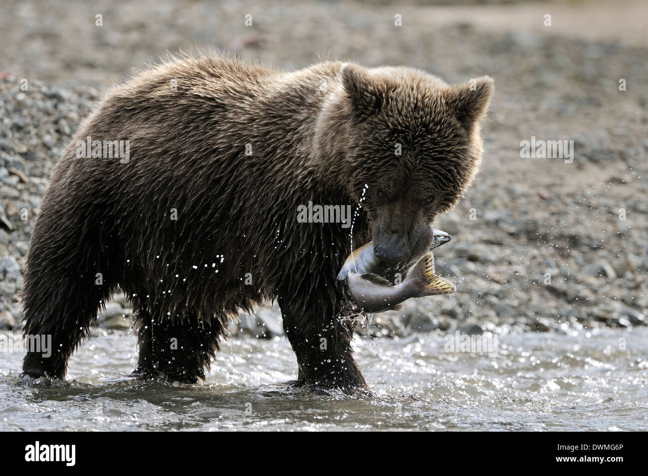 Grizzly bear (Ursus arctos horribilis) with fresh caught fish in mouth with seamen coming out, Katmai national park, Alaska, USA Stock Photo