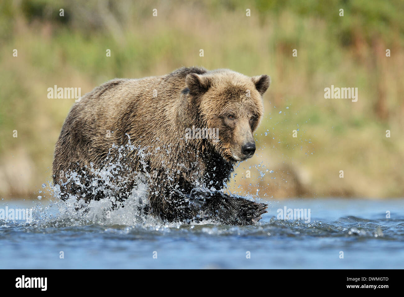 Grizzly bear (Ursus arctos horribilis) fishing in water and fish in front. Stock Photo