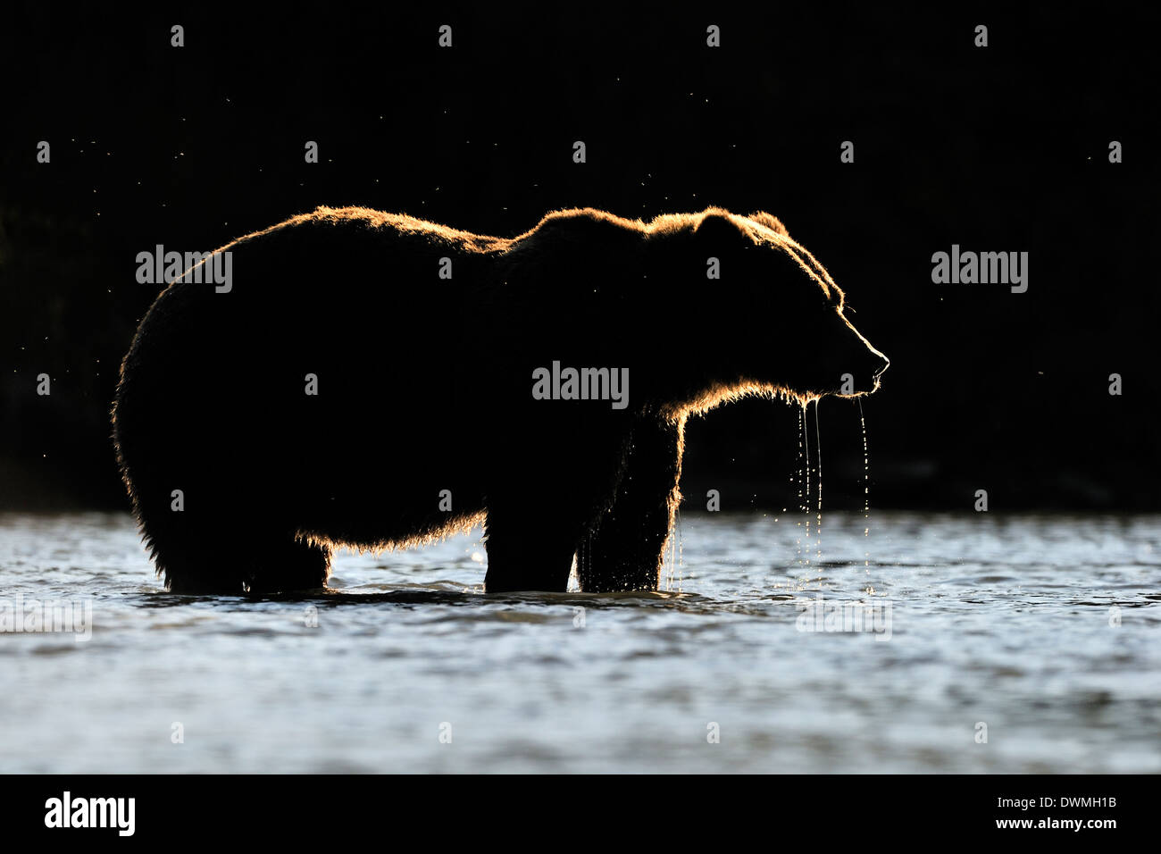 Grizzly bear (Ursus arctos horribilis) fishing in water with back light at sunset. Stock Photo