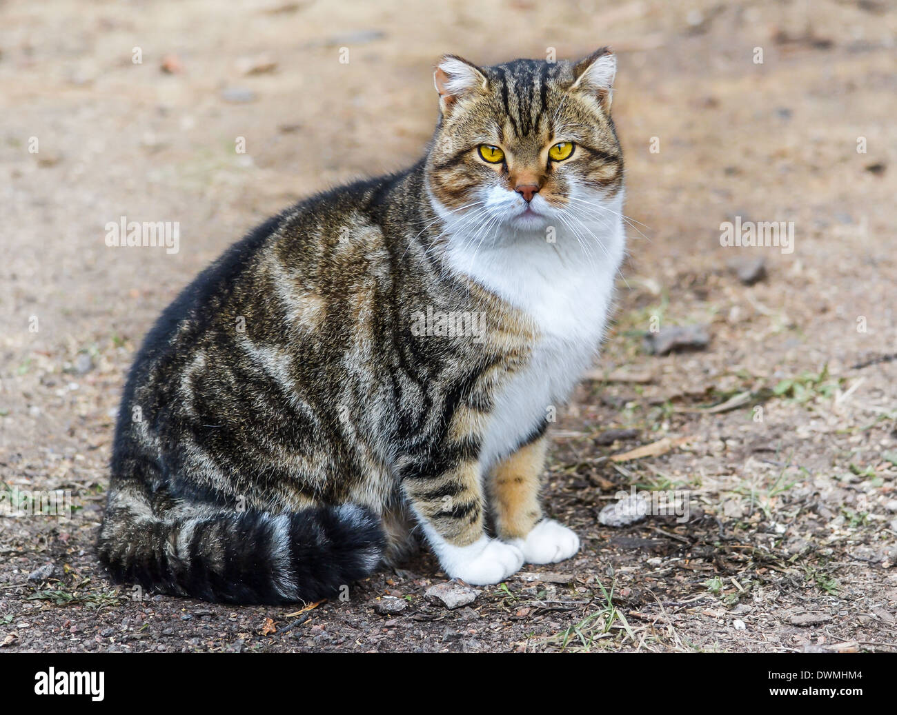 Alley cat hires stock photography and images Alamy