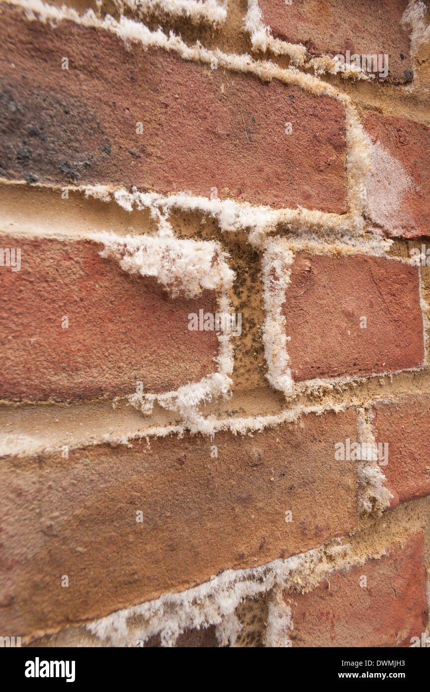 Efflorescence a powdery white salty deposit of salts that forms on the