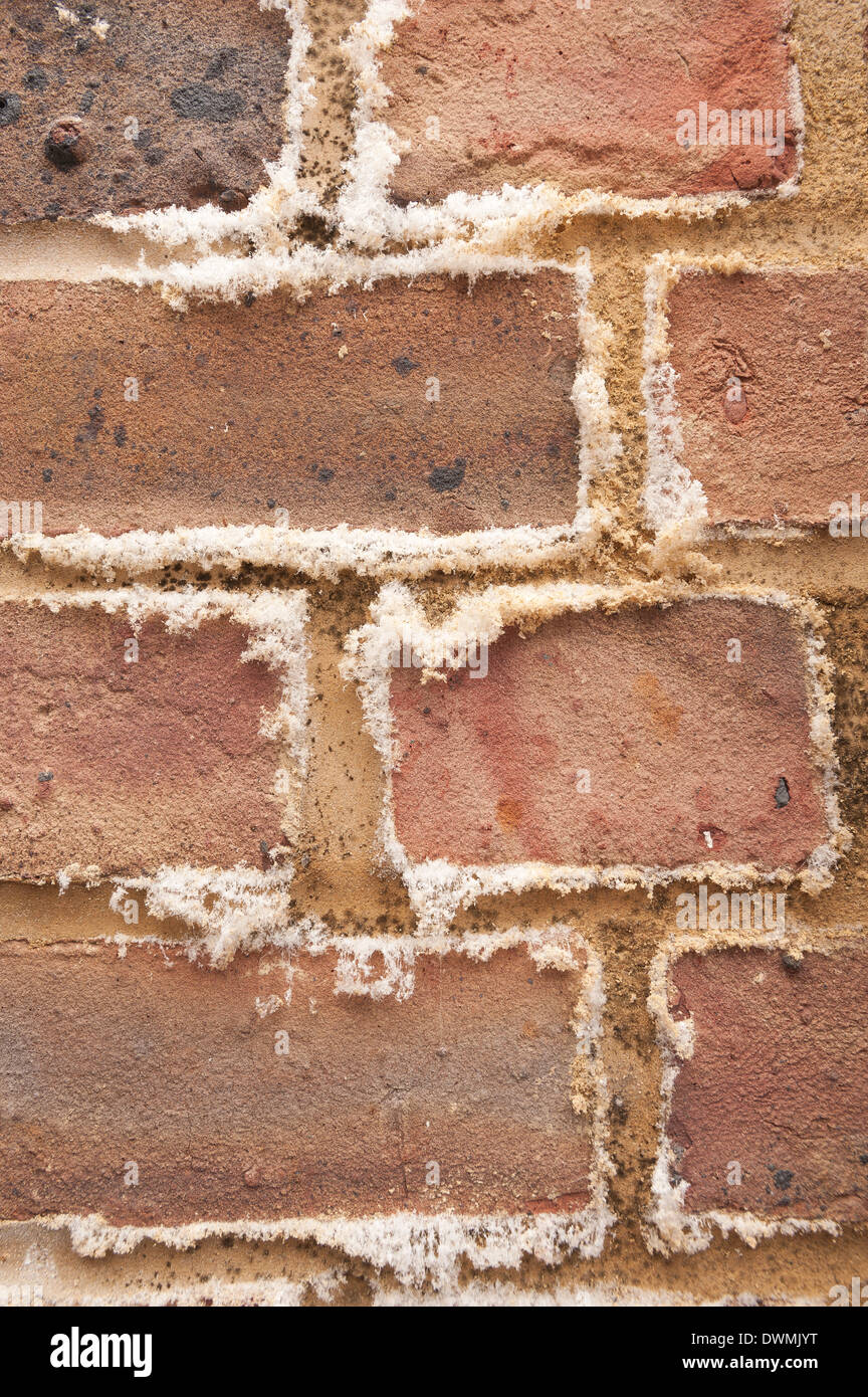 Efflorescence a powdery white salty deposit of salts that forms on the