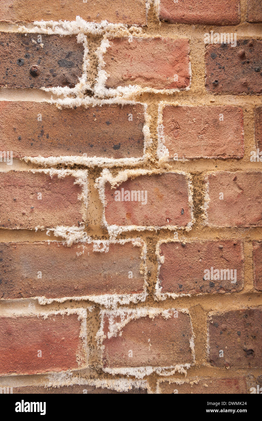 Efflorescence a powdery white salty deposit of salts that forms on the ...