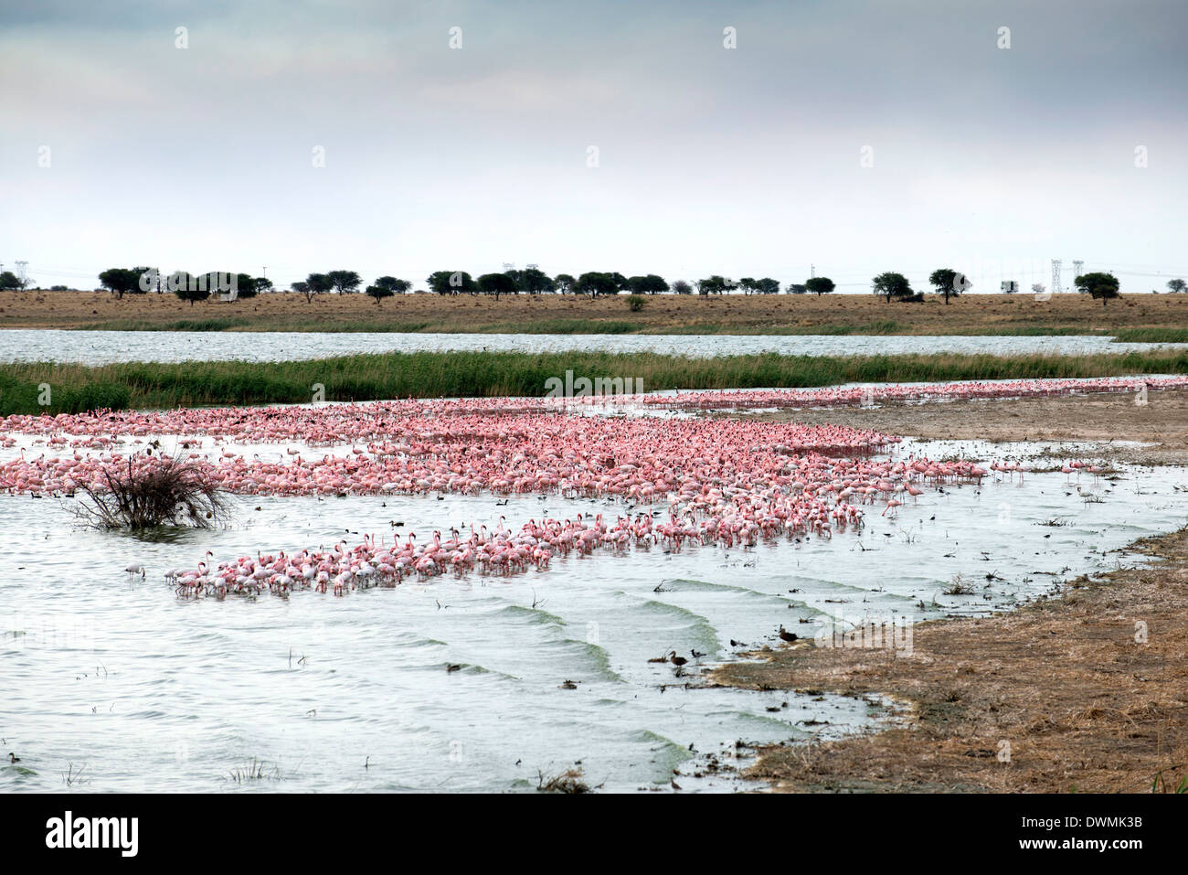 Kamfers Dam, an important wetland with breeding colony of lesser flamingoes (Phoenicopterus minor), Northern Cape, South Africa Stock Photo