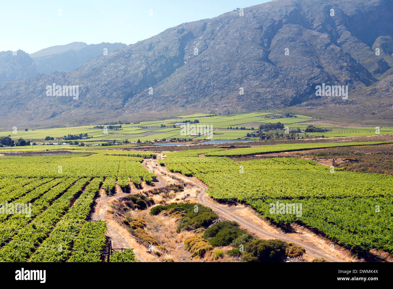 Vineyards and landscape of the Franschhoek area, Western Cape, South Africa, Africa Stock Photo