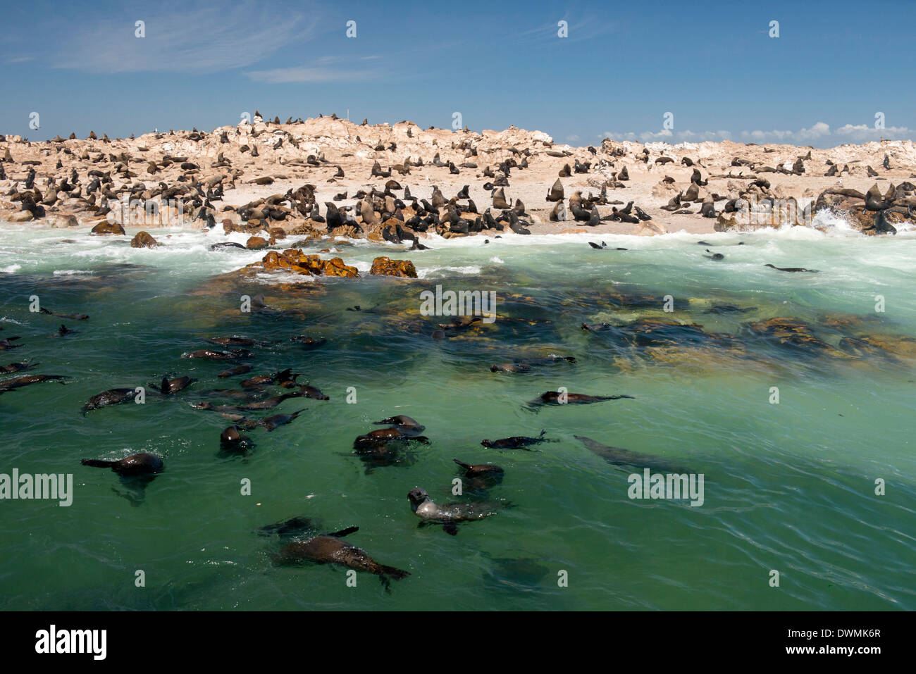 Cape fur seal colony (Arctocephalus pusillus) at Geyser Island, Dyer Island offshore from Klein baai, Western Cape, South Africa Stock Photo