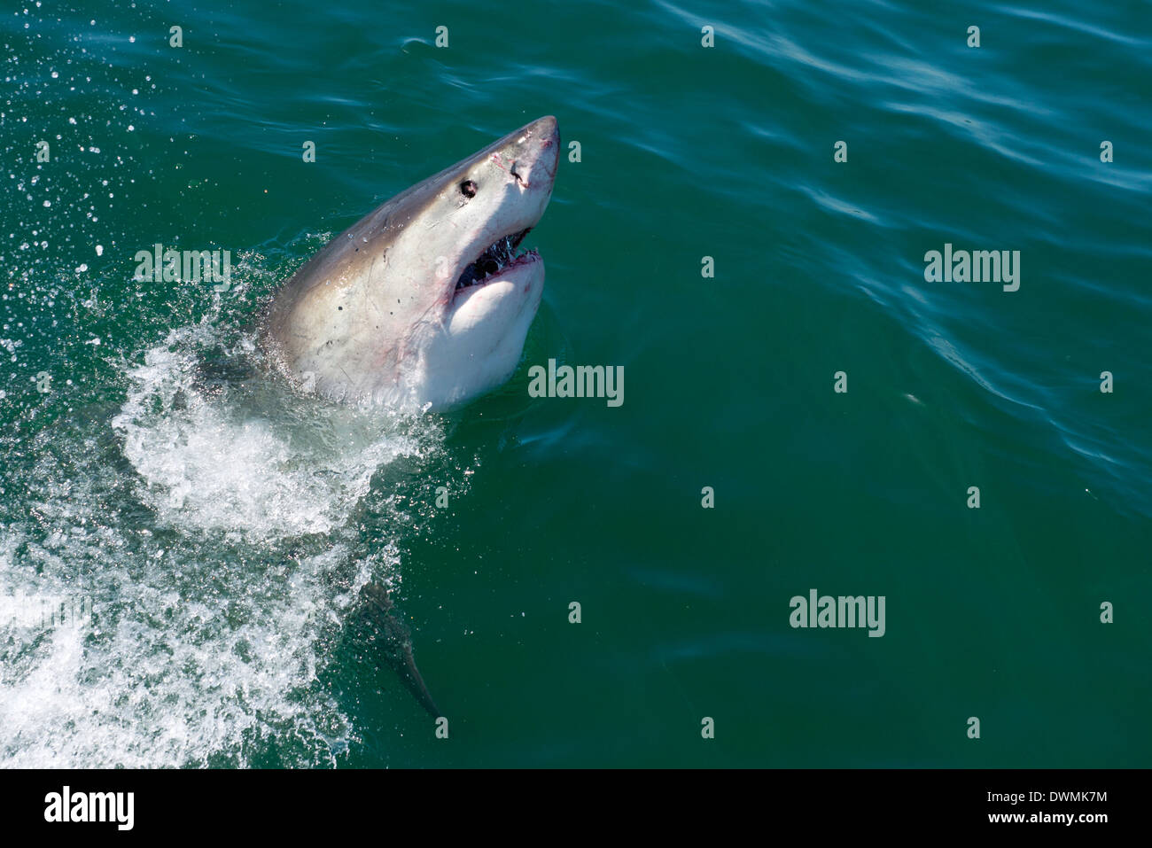 Great white shark (Carcharodon carcharias) at the surface at Kleinbaai in the Western Cape, South Africa, Africa Stock Photo