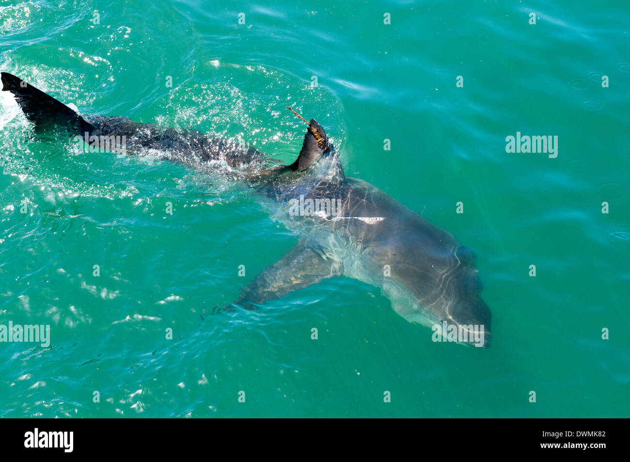 Satellite tagged great white shark (Carcharodon carcharias), Gansbaai, Klein Bay, Western Cape, South Africa, Africa Stock Photo