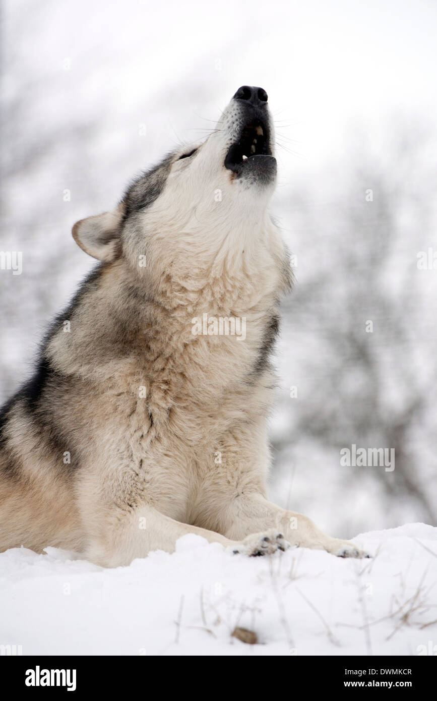 North American timber wolf (Canis Lupus) howling in the snow in deciduous forest, Wolf Science Centre, Ernstbrunn, Austria Stock Photo