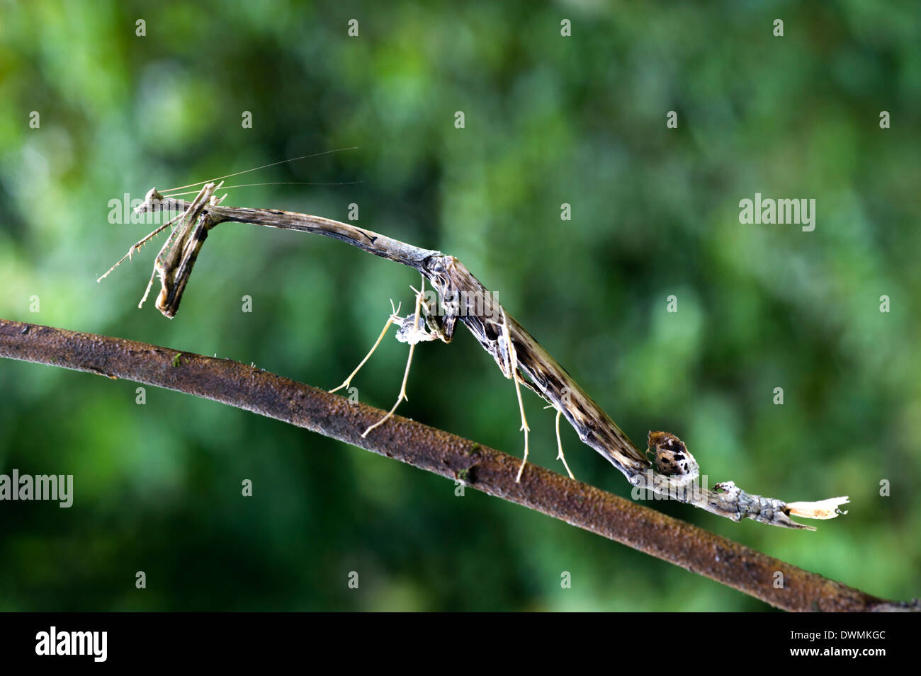 Spiky stick praying mantis (Paratoxodera sp.), camouflaged as a twig, Sabah, Borneo, Malaysia, Southeast Asia Stock Photo