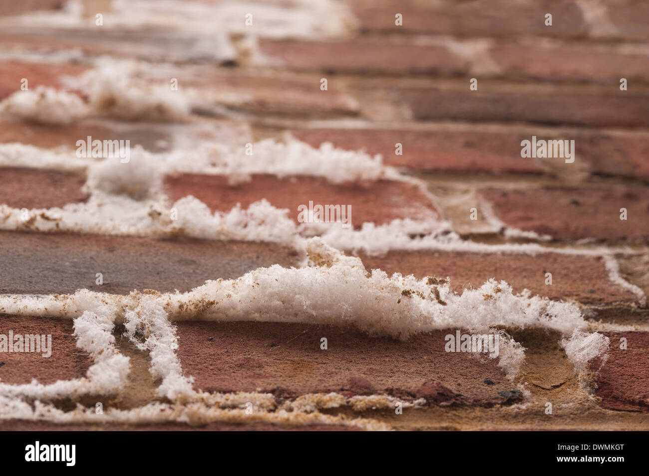 Efflorescence a powdery white salty deposit of salts that forms on the